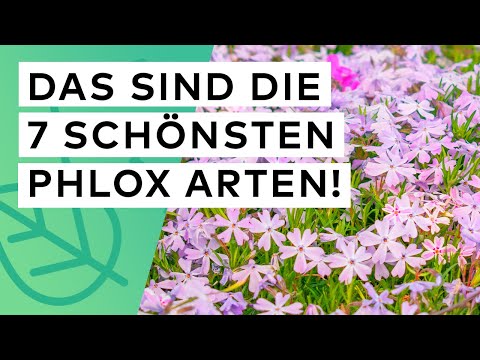 Phlox Bodendecker🏵️ Die 7 schönsten Arten im Überblick