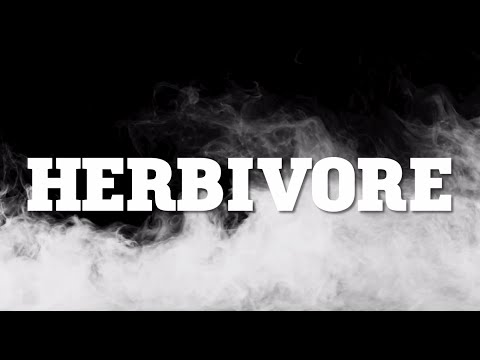 Leilani Wolfgramm - "Herbivore" Lyric Video