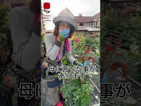 なぜバラの茂みにニンニクを加えるのですか？おばあちゃんが教えた、いい香りのバラを育てるためのヒント  庭園