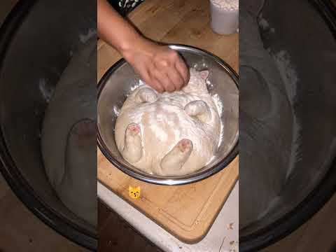 bread dough cat....😽#viral #viralvideo