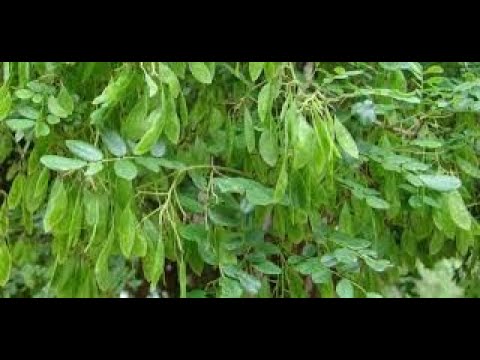 The First Tissue Culture in Dalbergia melanoxylon: Problems and Limitations