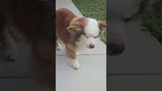 Video preview image #1 Chihuahua-Unknown Mix Puppy For Sale in Boonton, NJ, USA