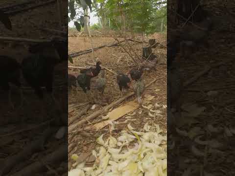 Começando criação de galinhas recanto das flores Minaçu Goiás.
