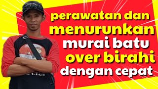 Download lagu cara perawatan murai batu over birahi mp3