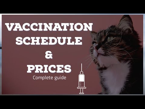 Cat Vaccination Schedule & Prices || Vet Furqan Younas || Animalia dot pk