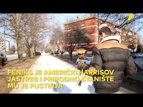 Josip u stanu u Zagrebu živi s jastrebom [100posto ŽIVOT]