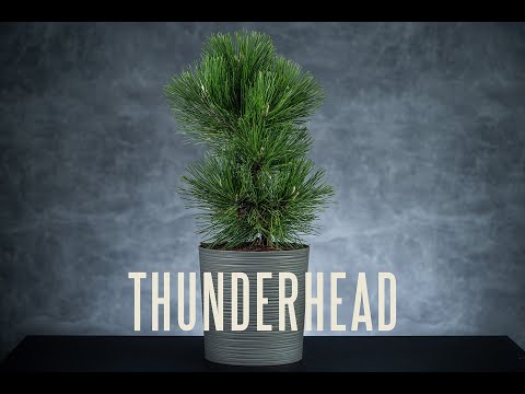 THUNDERHEAD - sosna Thunberga (Pinus thunbergii 'Thunderhead') - sosna z białymi świeczkami