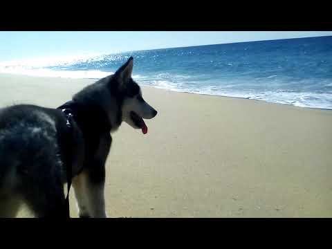 Mishka first time beach