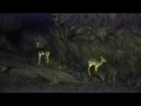 Djuma: Two Impala rams across the dam on beach area - 04:38 - 04/11/2022
