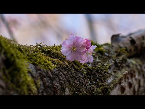 Chốn xưa em về - Ngọc Hương