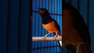 Download lagu burung murai batu gacor UNTUK MEMANCING EMOSI MURAI BATU PASTOL mp3