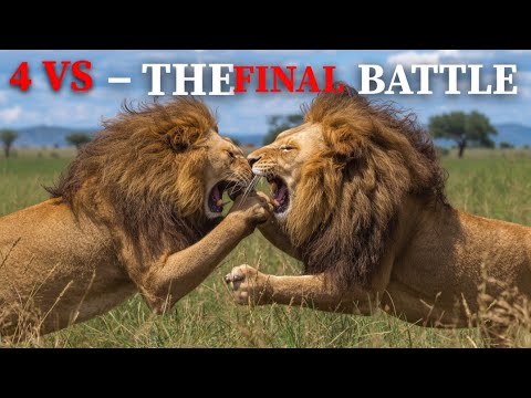 Tsalala Brothers VS Rivals : Four Fierce Clashes For Survival 