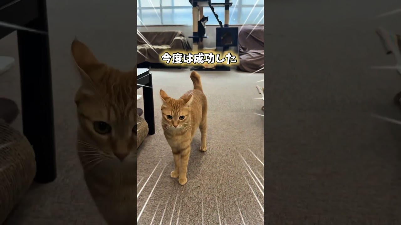 チャイさんの暮らし166。