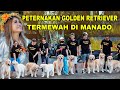 grebek peternakan anjing golden termewah di manado the great golden kennel