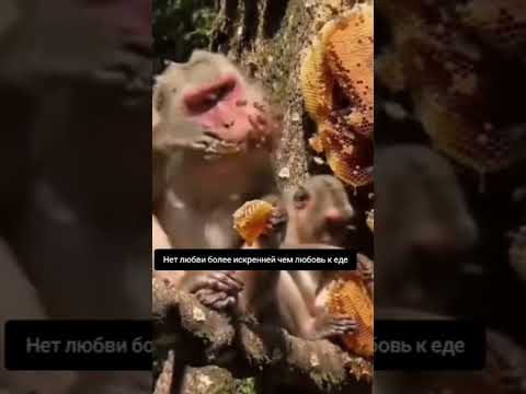 Экстрималы любители мёда #funny #animals #viral #honey #shorts #youtubeshorts #shortvideo #юмор
