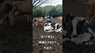 【宮崎】都城市の高千穂牧場でヒツジと牛に癒される動画#SHORTS