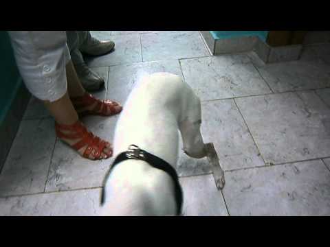 Perro Recuperandose luego de cirugia por una fractura de tibia perone con tutor esqueletico externo 1