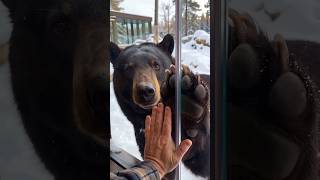 AI Story: Bear Cub Found on the Road Remembers the Man Who Fed Him