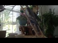 Rocky, the problem-solving Cockatiel