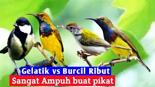 Download lagu Suara pikat burung gelatik batu ribut vs burung kecil || terbukti ampuh mp3