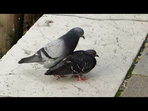 , title : '"Piccioni" in accoppiamento - "Pigeons" in love'