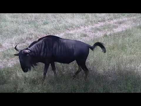 Djuma: Wildebeest bull, Impalas and Warthogs - 13:14 - 02/21/2022
