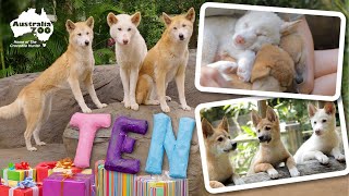 Our Beautiful Dingoes Celebrate Their 10th Birthday