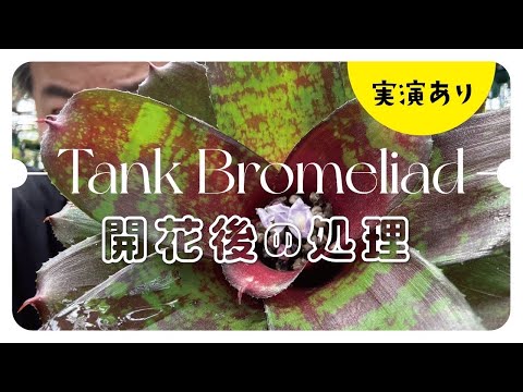 乾燥に強い植物 植物が好む暖かく、水はけの良い土壌 できれば乾燥した湿った土壌