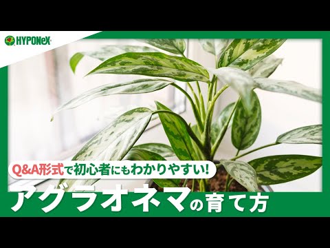 アラネオモルファエについて詳しく解説