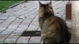 preview picture of video 'Home Video HD Test 3. (Strange Cats) Sony Hdr-xr200V'