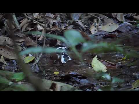 Vidličiarka korunkatá (Enicurus leschenaulti) — biotop a pohyb