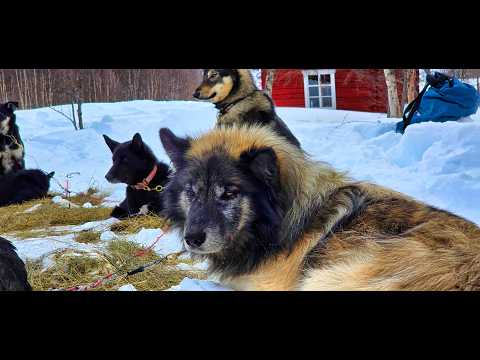One Week Husky Expedition in Sweden Part 2