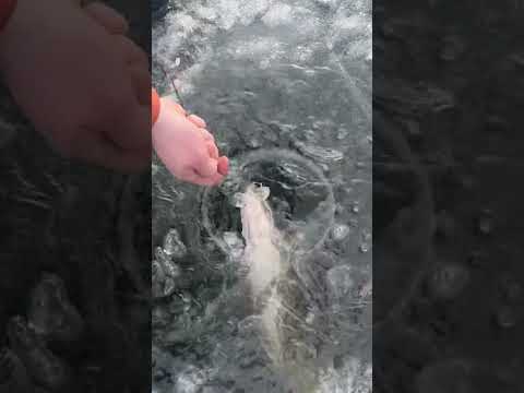 10 pound pike through the ice!! #fishing #icefishinglife #icefishingnation #pikefishing #pikefishing