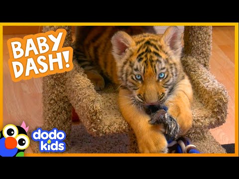 Watch This Baby Tiger Go From Cranky And Tiny To Brave And Big | Baby 2 Big | Dodo Kids