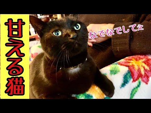 弟のいない間に甘えまくる先輩にゃんこ「いっちゃん」