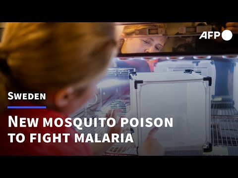 Swedish lab develops poison for mosquitoes to fight malaria | AFP
