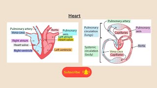 Heart for AQA GCSE Biology and combined Science