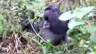 Silverback in Rwanda