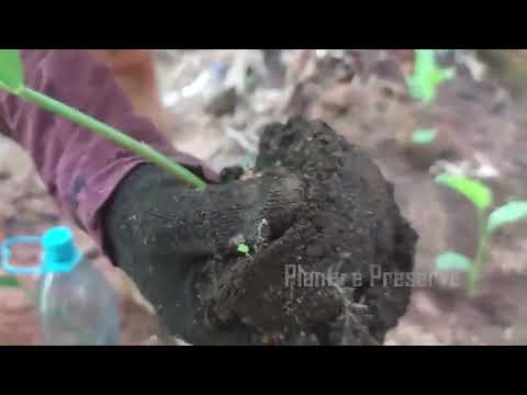 Plantio 01 da TV Plantando