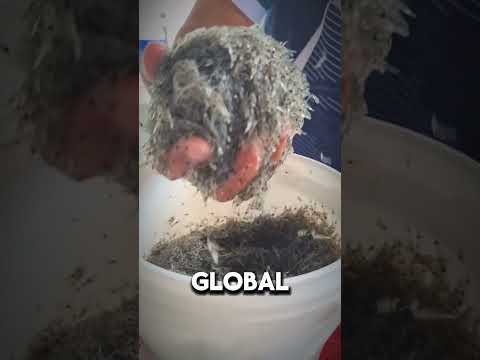 Why Do Farmers Cut Off One Shrimp Eye? 🦐
