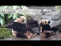 Baby Panda Learns How To Eat Bamboo Shoots From Mom | iPanda