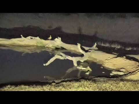 Djuma: Water thick-knee having a bath- 18:12 - 09/04/18