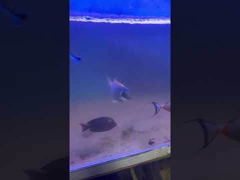 180g Tank Teardown (Fish are almost done w/ QT)