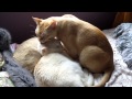 Alice Blue ... um ... Red Burmese Cat 