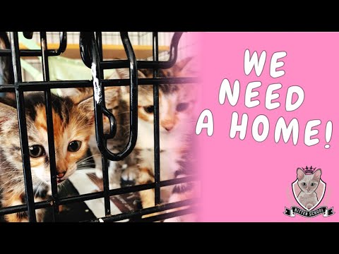 How I Find FOREVER Homes for My Kitties - YouTube