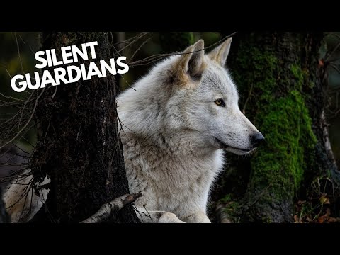 Wolves: The Silent Guardians of Our Ecosystem