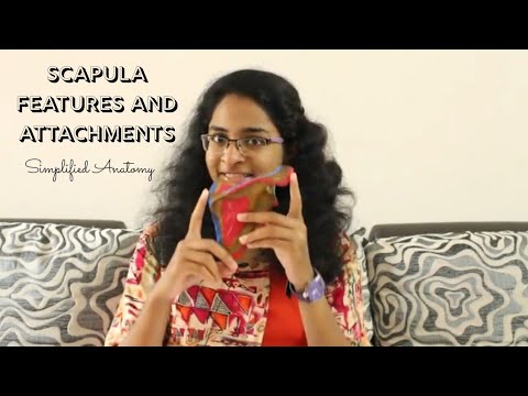 SCAPULA | BONES OF UPPER LIMB | ANATOMY | SIMPLIFIED ✔