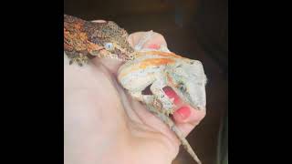 Gargoyle Gecko Reptiles Videos