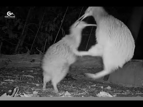 Kiwi kick: When you suddenly forget how to socialize.