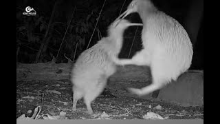 Kiwi kick: When you suddenly forget how to socialize.